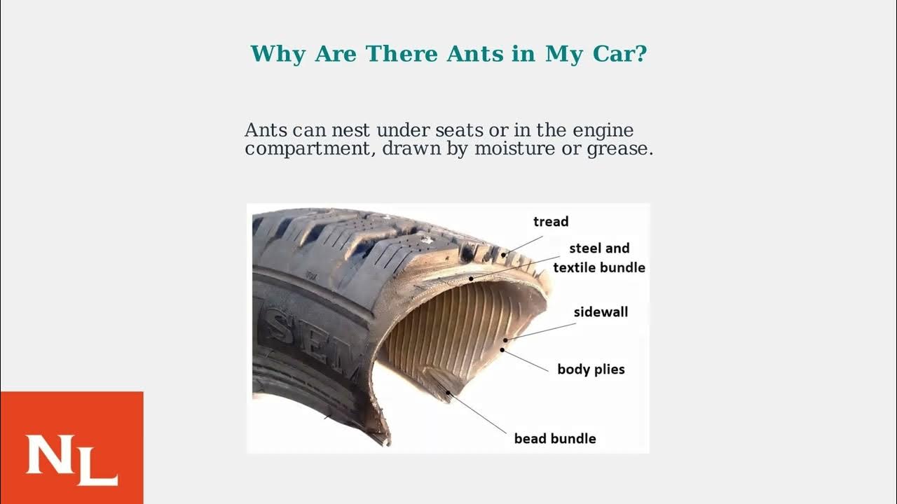 How to Get Rid of Ants in a Car